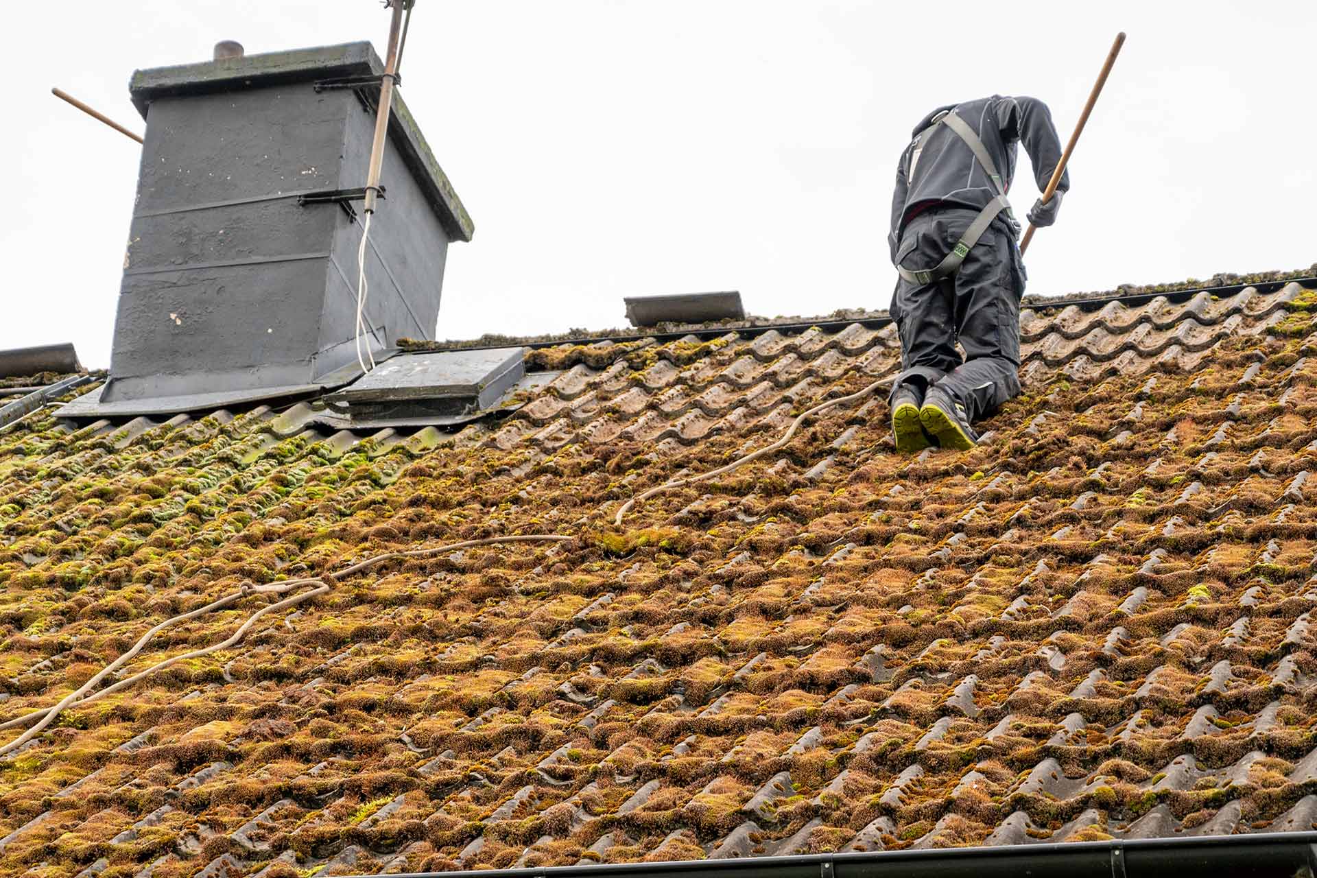 Moss Removal example 5