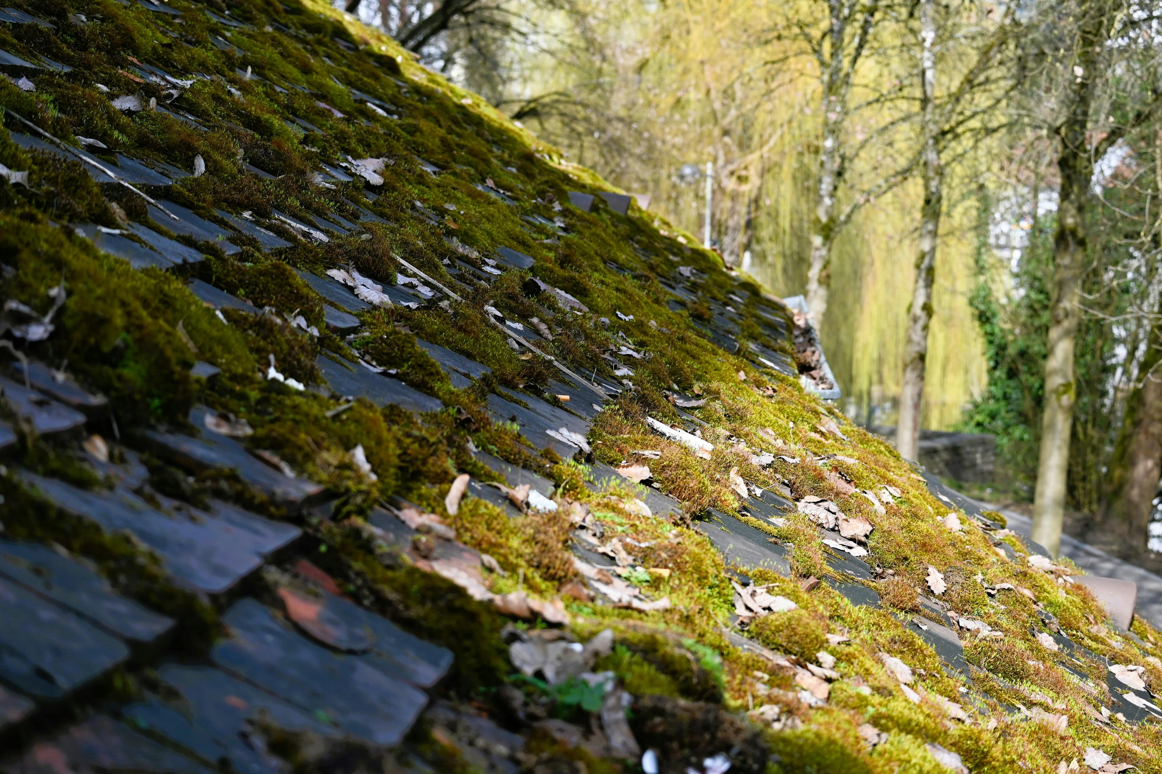 Heavy moss growth